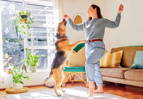 Ein Hund springt einer Frau in der Wohnung an die hochgehaltene Hand.
