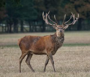 Wild auf dem Feld