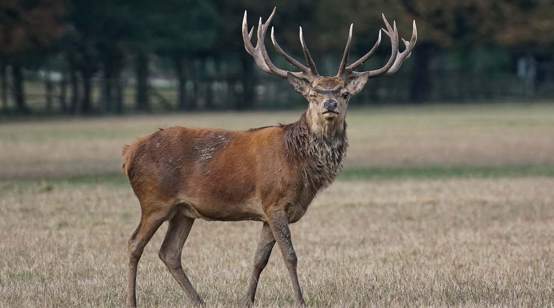 Wild auf dem Feld