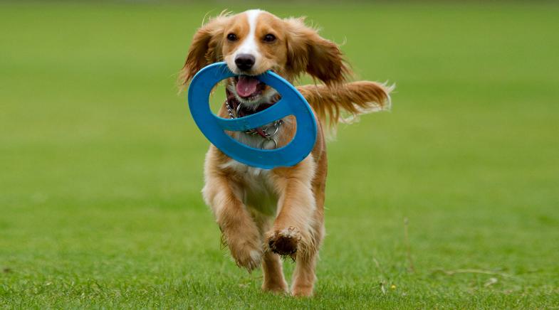 Ein Hund rennt mit einer Frisbeescheibe im Mund über die Wiese.