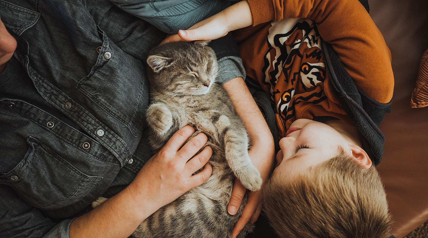 Eine Katze wird von ihren Besitzern gekuschelt.
