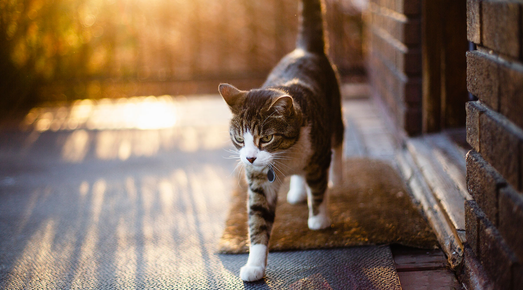 Eine Katze läuft auf der Terrasse.
