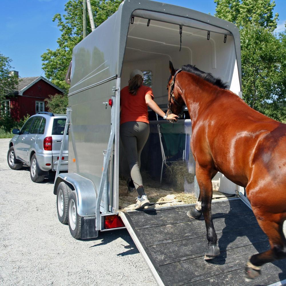 Eine Person führt ein Pferd in einen Anhänger, der an ein Auto gekoppelt ist.