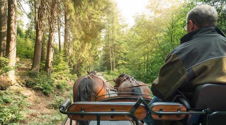 Ein Mann fährt eine Kutsche mit zwei Pferden im Wald.