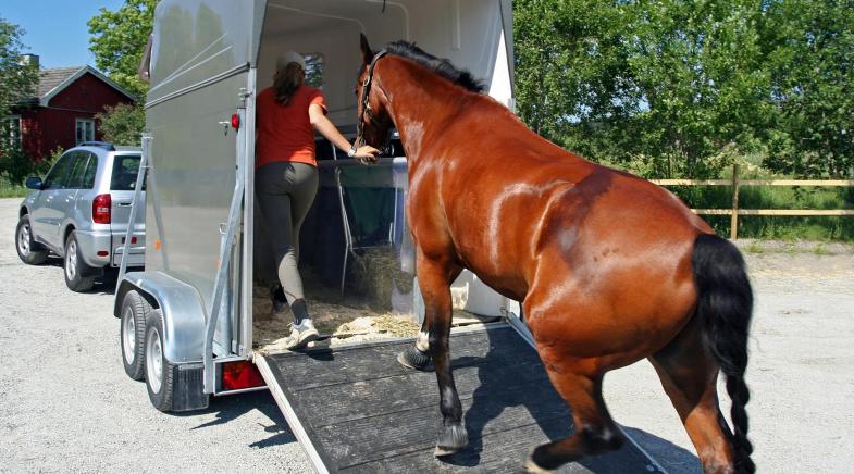 Eine Frau lädt ein Pferd in den Pferdetransporter ein.