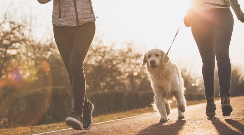 Zwei Frauen beim Joggen, deren Golden Retriever zwischen den beiden an der Leine mitläuft. 