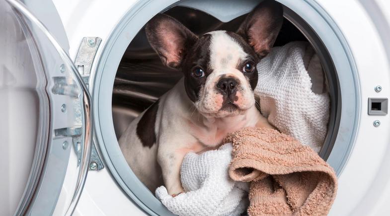 Ein Hund sitzt auf der Wäsche in der Waschmaschine.