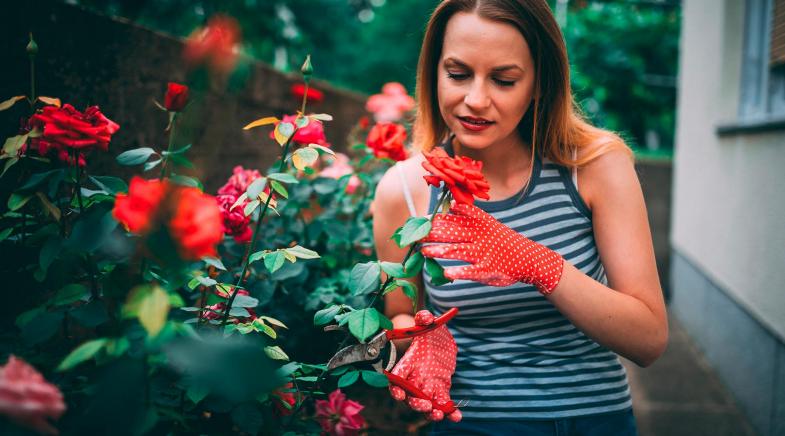 Frau kümmert sich um ihre Rosen