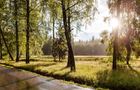 Die Sonne scheint auf eine nasse Straße zwischen einer Allee