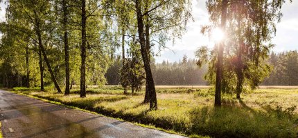 Die Sonne scheint auf eine nasse Straße zwischen einer Allee