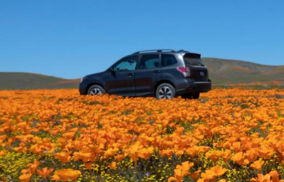 Schwarzer SUV steht in einem Blumenfeld.