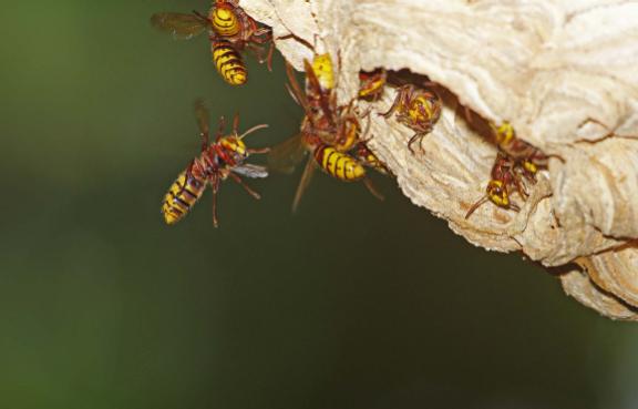 Hornissen auf einem Hornissennest