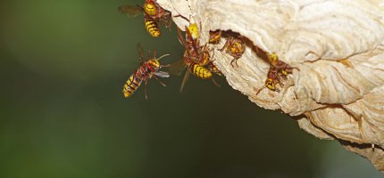 Hornissen auf einem Hornissennest