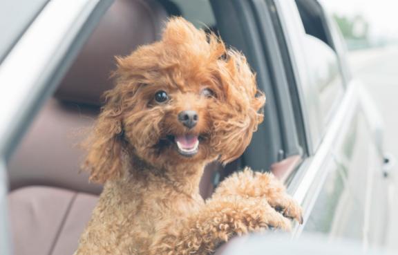 Kleiner Hund schaut aus dem Autofenster.