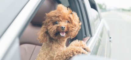 Kleiner Hund schaut aus dem Autofenster.