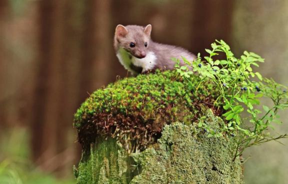 Marder im Wald