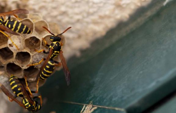 Wespen bauen ein neues Nest in einer Ecke eines Außeneingangs