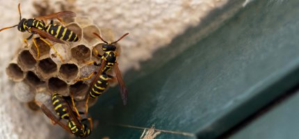 Wespen bauen ein neues Nest in einer Ecke eines Außeneingangs