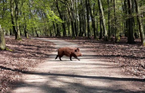 Ein Wildschwein überquert einen Waldweg.