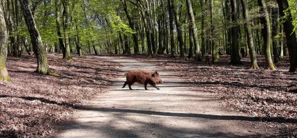 Ein Wildschwein überquert einen Waldweg.