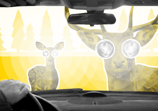 Zwei Rehe im Scheinwerferlicht eines Autos