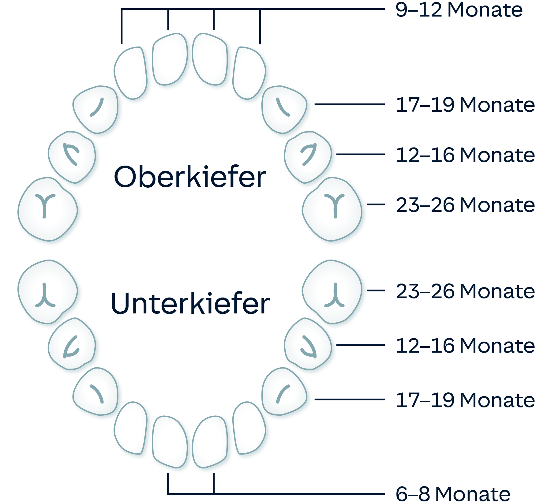 Infografik: Milchzähne nach Monaten für Ober- und Unterkiefer