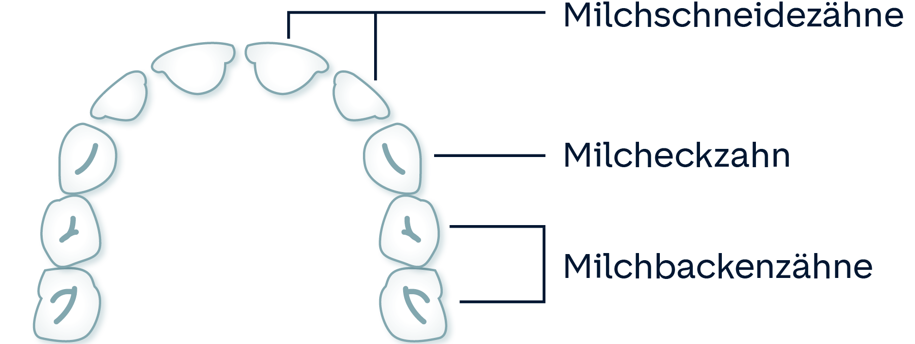 Milchzahngebiss: Milchschneidezähne, Milcheckzahn, Milchbackenzähne