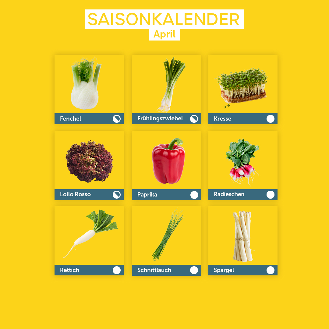 Saisonkalender April: Fenchel, Frühlingszwiebel, Kresse, Lollo Rosso, Paprika, Radieschen, Rettich, Schnittlauch, Spargel