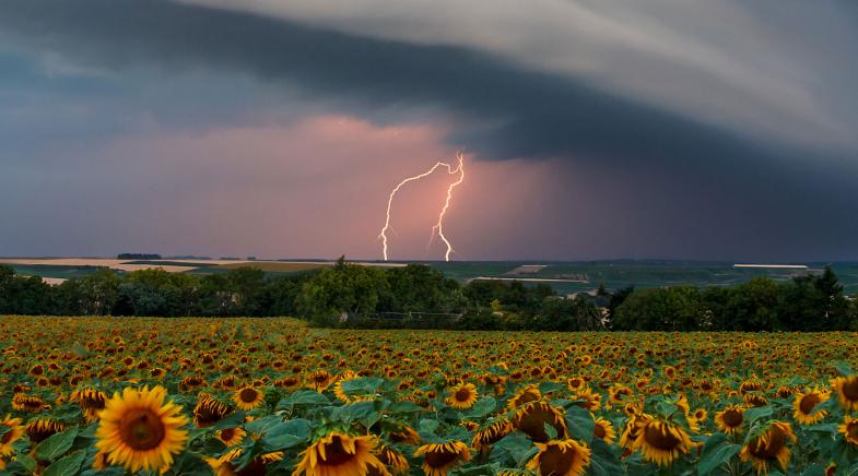 Blitze schlagen in der Dämmerung auf einer Wiese ein.