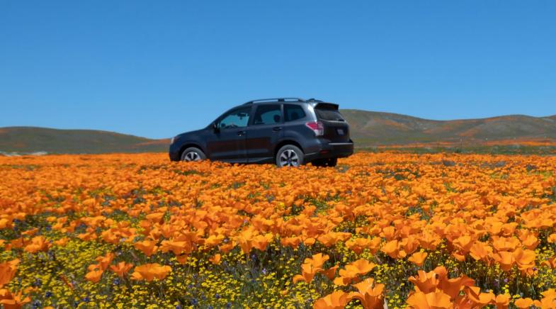 Schwarzer SUV steht in einem Blumenfeld.