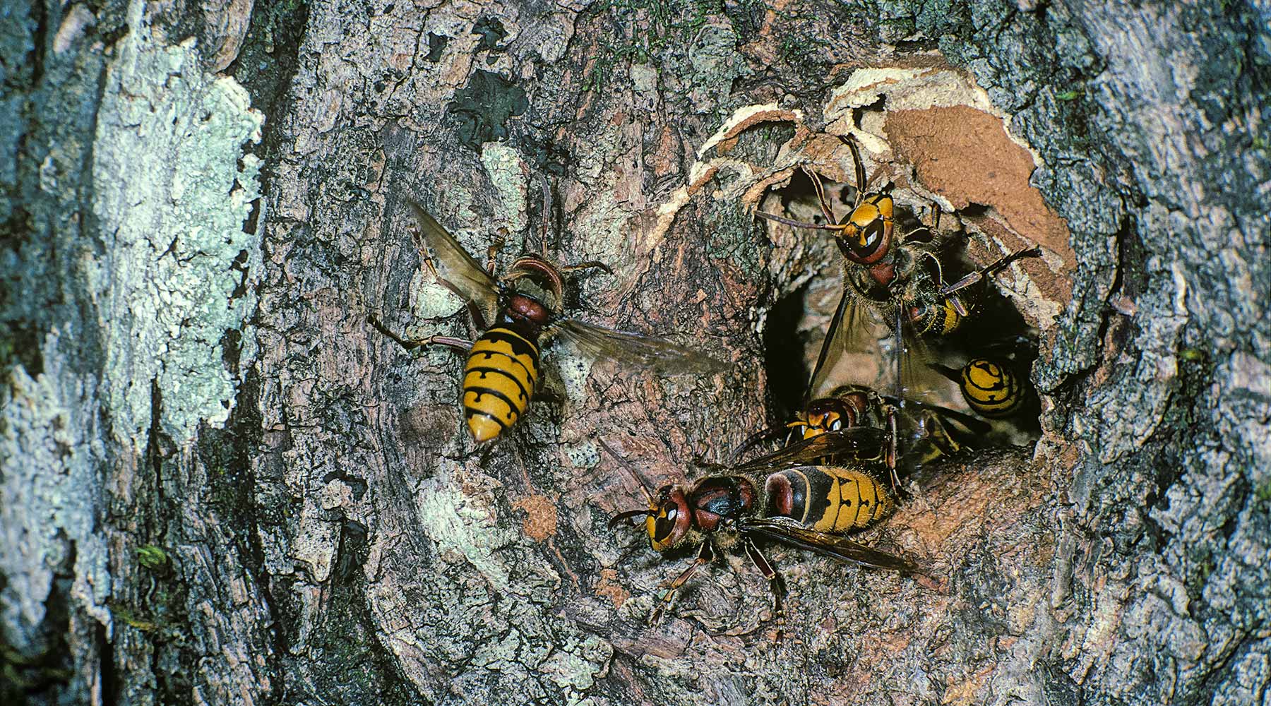 Nesteingang der Europäischen Hornisse an einem Baum