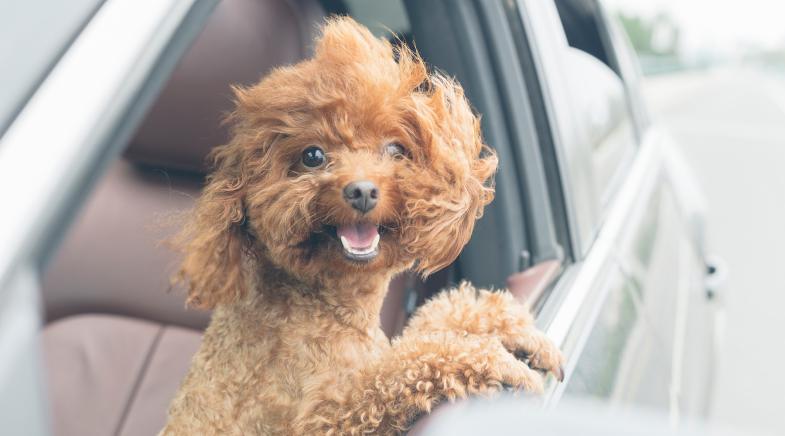 Kleiner Hund schaut aus dem Autofenster.