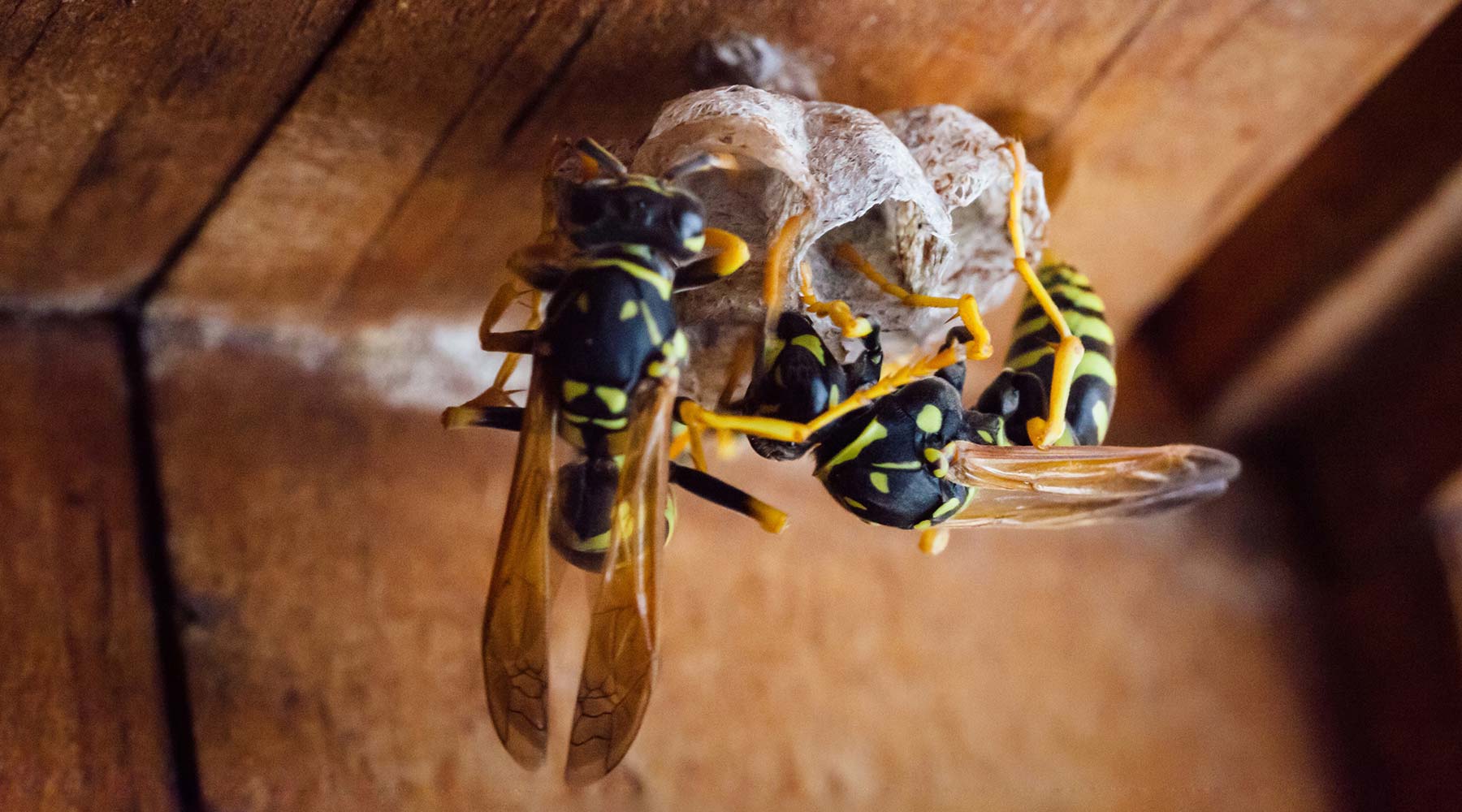 Zwei Wespen bauen ein neues Nest in einer Ecke eines Holzbalkens
