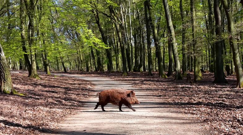 Ein Wildschwein überquert einen Waldweg.