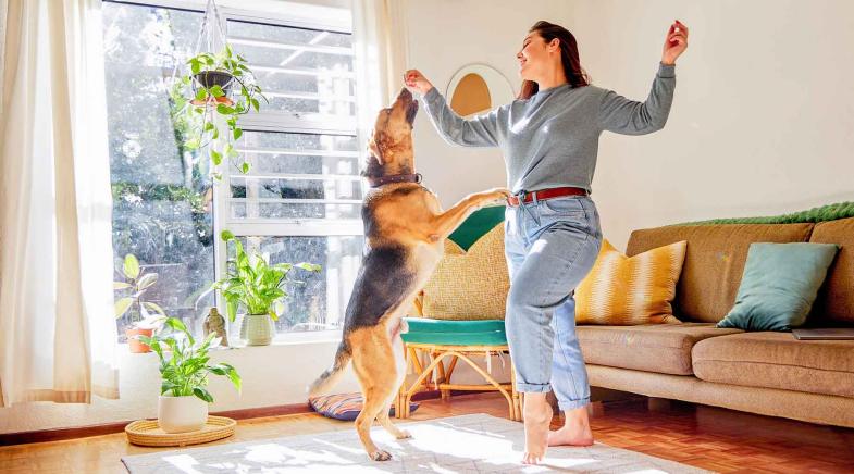 Ein Hund springt einer Frau in der Wohnung an die hochgehaltene Hand.