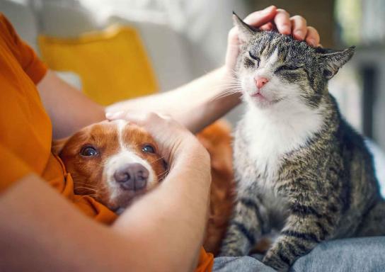 Katze und Hund werden auf der Couch gestreichelt.